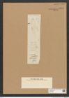 Diatomeae indet. Zeichnungen Sammlung Grunow Nr. 6281 (NHMW-BOT-W0374894)